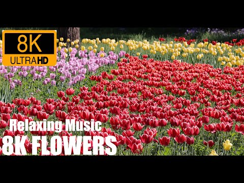 8K ULTRA HD / 8K TV – The Most Beautiful Flowers Collection | Flower Blooming Time Lapse