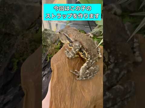 バイオデータサイエンス学科 🐸学生の描いたヒキガエルイラストが、3Dプリンタでストラップに！✨