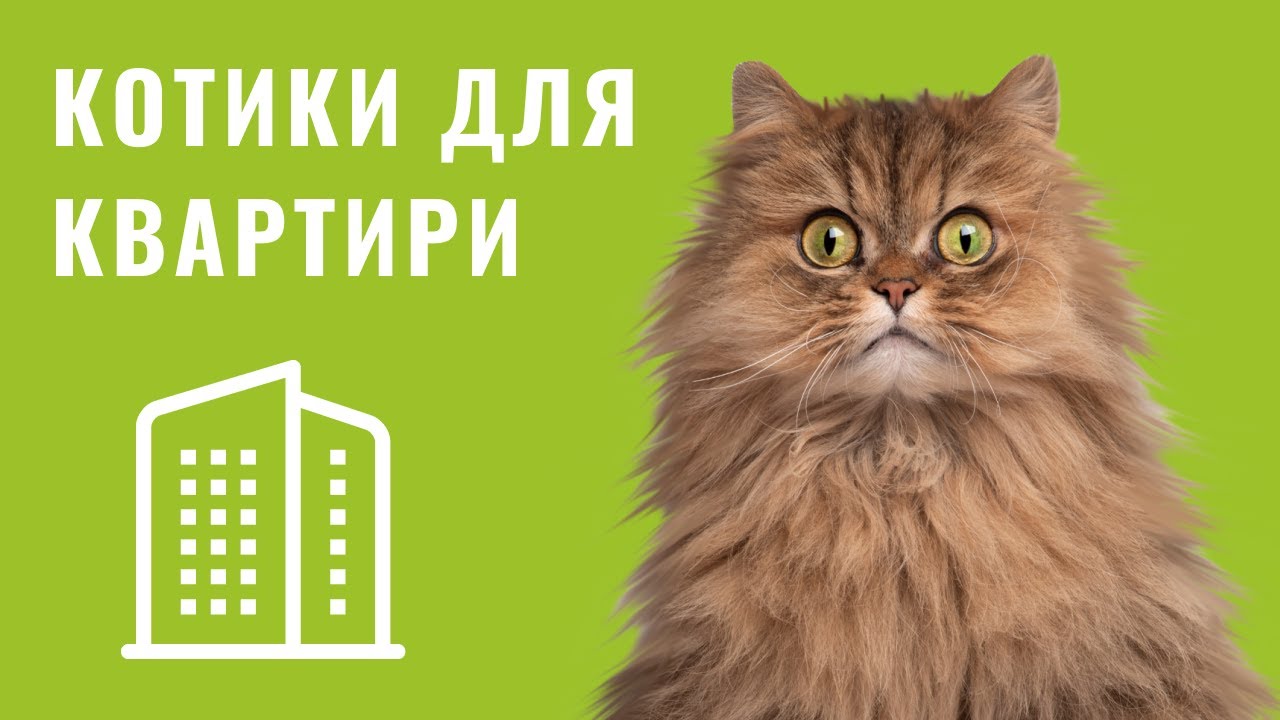 YouTube video preview