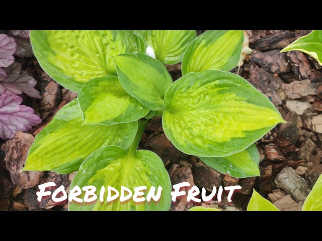 Хоста Forbidden fruit в начале июня...