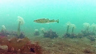 Рыбалка в марте во владивостоке