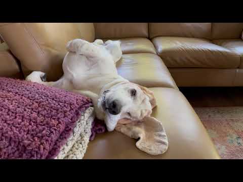 A nap, circle tail, and some barking. My Basset Hound dog Vincent on any given Saturday.
