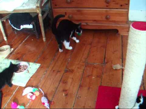 Foster cat Soraya has been reserved