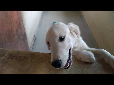 Ammy Golden retriver trying to open the door|funny movements|