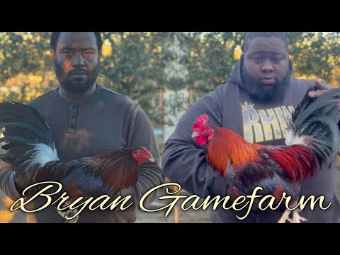 Pure Madigan Claret - BRYAN FARM - Texas