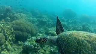 preview picture of video 'Snorkeling at Anilao - Batangas - Philippines [GoPro Hero 2  HD]'