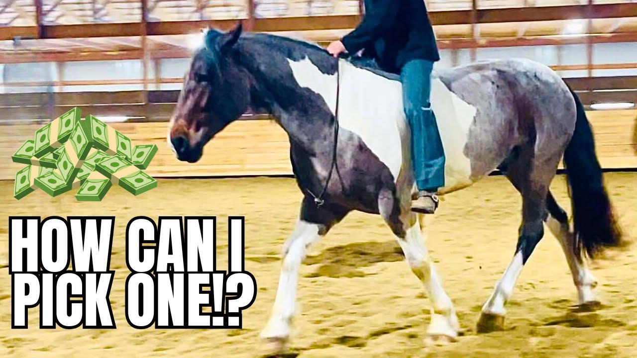 This Horse Auction Preview Will BLOW You Away! These Are My TOP Choices!