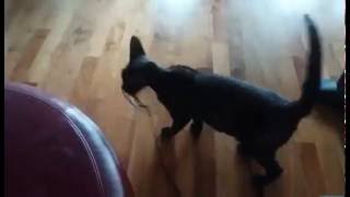 Devon rex doesn't want to give up toy