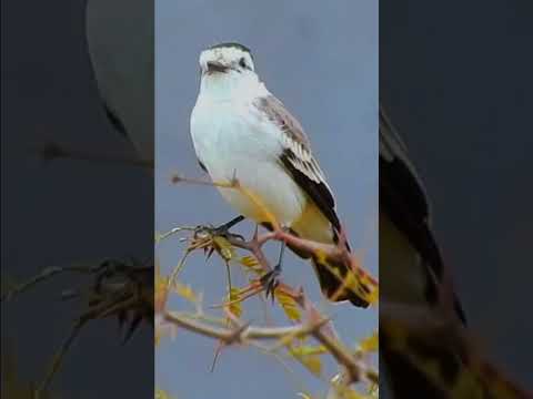 Aves que se observan y  encuentran en Devoto Córdoba Argentina.Monjita CoronadaNeoxolmis coronatus