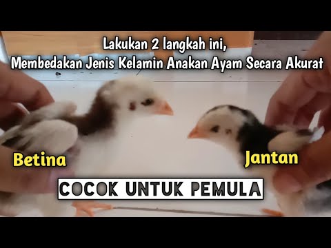, title : 'Cara Mudah Membedakan Jenis Kelamin Anak Ayam untuk PEMULA'