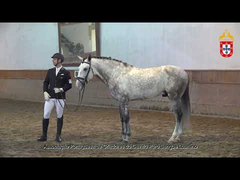 230128 9 Ouro da Malhadinha - Aprovação de Garanhões