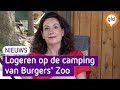 Kamperen bij Burgers' Zoo! Een nachtje tussen de dieren | Omroep Gelderland