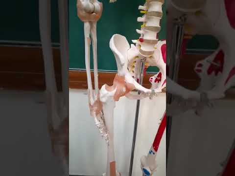 ZX-S101PN Human Skeleton with Muscle Insertion & Ligaments with