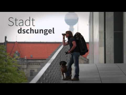 Prädatoren in Deutschland - zum Abschuss frei?