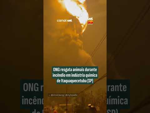 ONG resgata animais durante incêndio em indústria química de Itaquaquecetuba