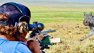Shooting At Prairie Dogs And A Coyote in Wyoming 2023 @Guidedhunts
