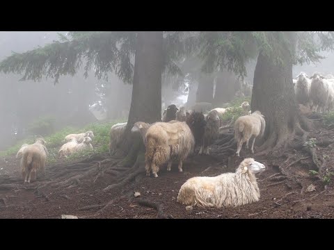 BJESHKA E LUMBARDHIT - Reportazh