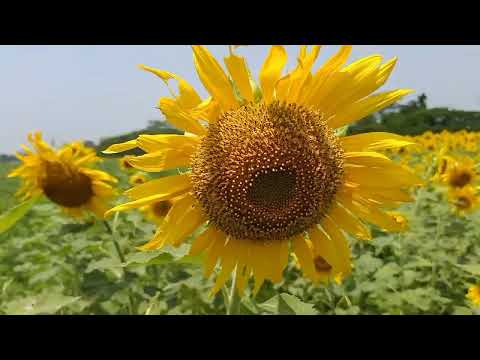 মুলাদী উপজেলায় সূর্যমুখী ২০২৫-২৬