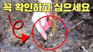 감나무 심을 때 이걸 확인 안하면 죽습니다 l 일년에 감나무 두번 사시는 분들 집중 ㅣ 대류현상