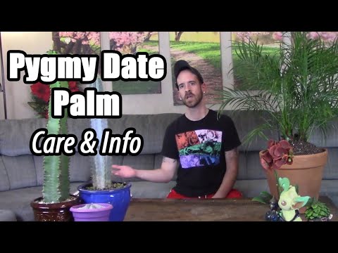 image-Do pygmy date palms bloom?