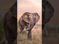 Final Elephant Trumpet