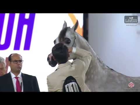 N.118 D NAJLAH - GCAT Riyadh 2024 - Fillies 3 Years Old (Class 3)