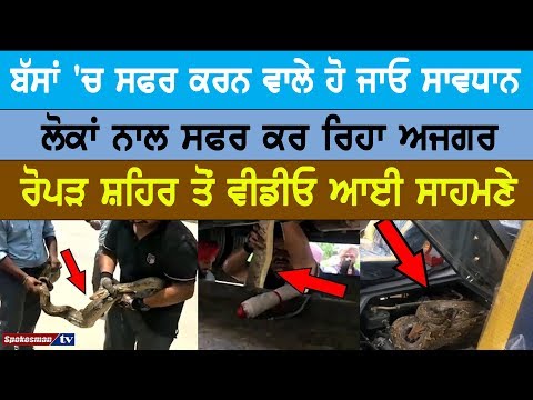 ਬੱਸਾਂ 'ਚ ਸਫਰ ਕਰਨ ਵਾਲੇ ਹੋ ਜਾਓ ਸਾਵਧਾਨ, ਲੋਕਾਂ ਨਾਲ ਸਫਰ ਕਰ ਰਿਹਾ ਅਜਗਰ