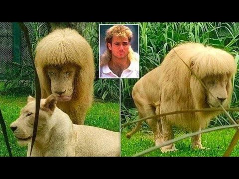 lion named "Hang Hang" with blunt bangs  has become a cyber celebrity after its video