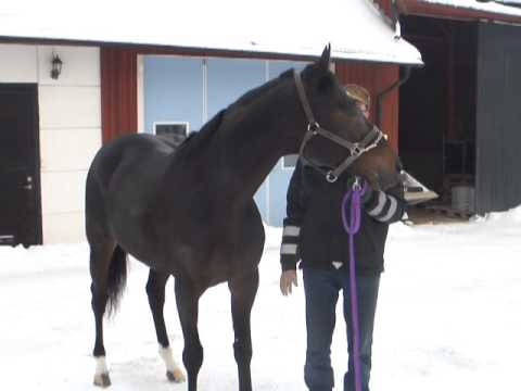 GALOPPSPELAREN - Gloria De Campeao på Alebäcks Stuteri 2010-12-22. del 1