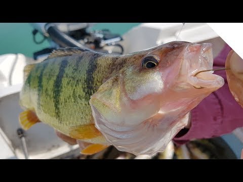 Jigging for Jumbo Lake Erie Perch!
