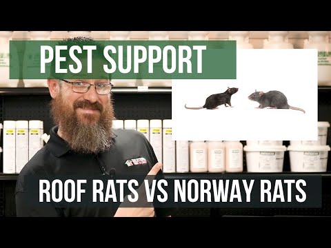 1st YouTube video about are norway rats dangerous