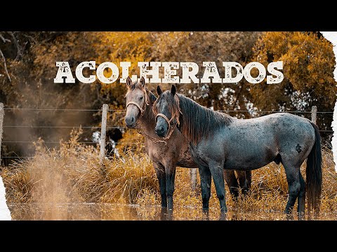 Acolherados | clipe oficial