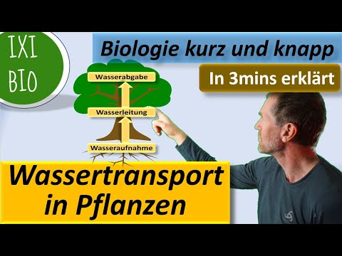 Wassertransport in Pflanzen - in 3 Minuten erklärt - aus der Reihe Biologie kurz und knapp