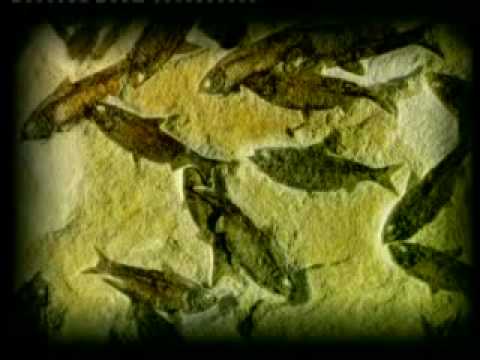 Der Evolutionsschwindel - 4/6