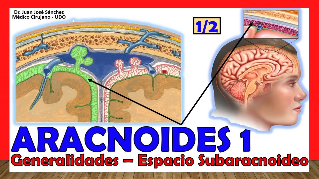 🥇 ARACNOIDES 1/2. (Meninges) - Generalidades, Espacio Subaracnoideo. ¡Explicación Sencilla!