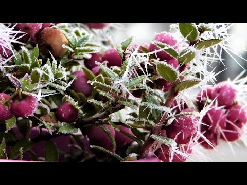 Husman - Can't Hold Us (W/ Renstone & ANG) [FREE DOWNLOAD]