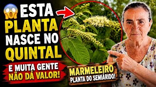 😲 VOCÊ TEM ESTA PLANTA PERTO DE CASA E NEM IMAGINA!