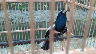 Download lagu kacer full emosi durasi pendek👍 mp3 Download lagu kacer full emosi durasi pendek👍 mp3