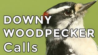 DOWNY WOODPECKER CALLS: Learn how to ID their 3 most common sounds (2024)