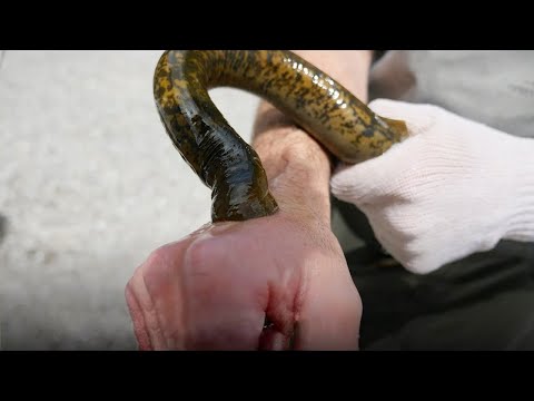 Este É o Peixe Mais Perigoso do Mundo. Não Mexa com Ele!