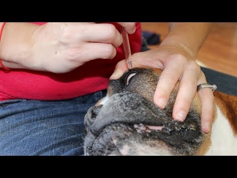 My 3 Favorite Dog Eye Infection Home Remedies (Safe and Natural)