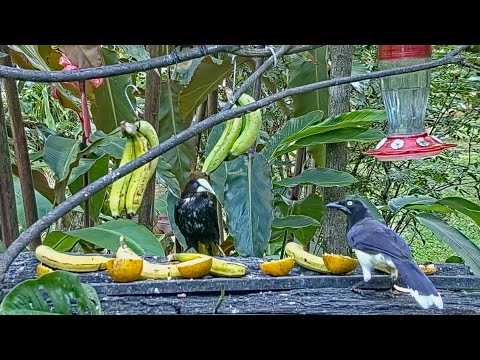 Oropendolas And Jays Vie For Access To The Buffet On The Panama Fruit Feeder– Feb. 18, 2022
