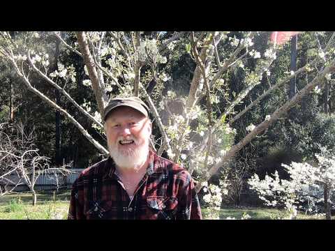 A YEAR in our GARDEN - First Flowers (August)