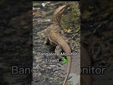 ♨️TOP 10 most dangerous lizard 🦎 🔥#shorts #viral @GajendraPrajapati7 #TRENDING @CoorgRoots