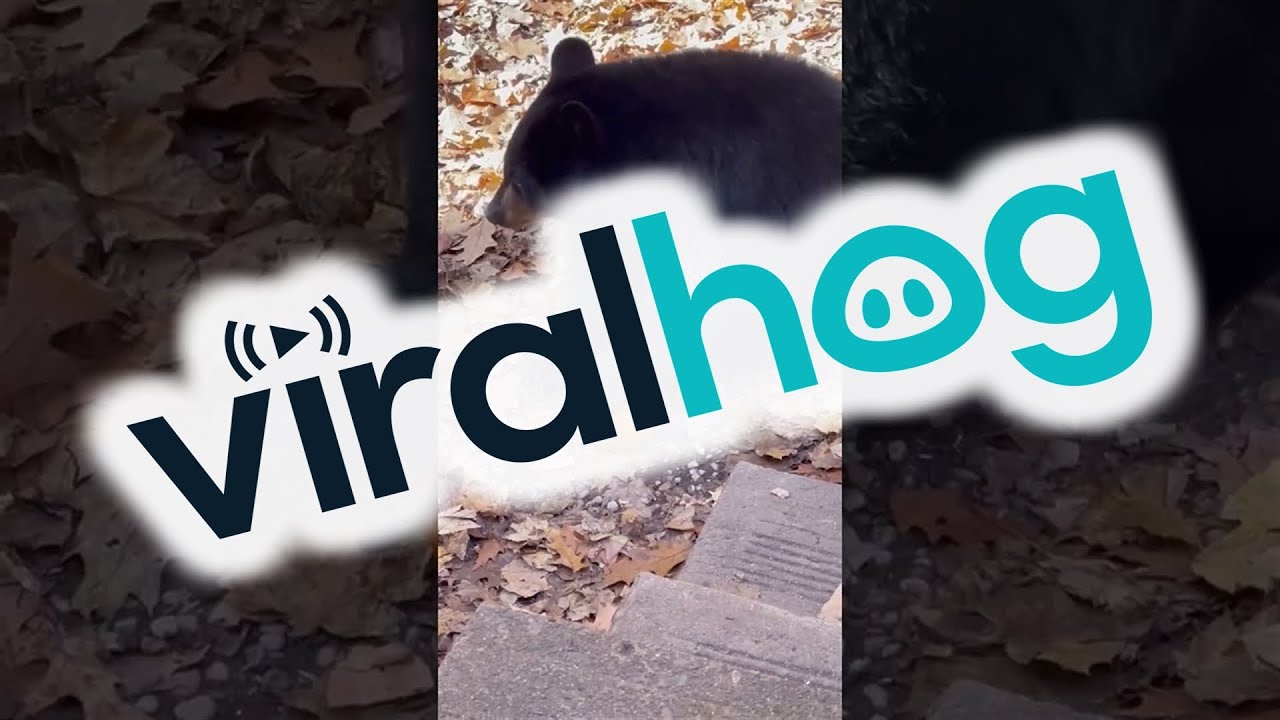 YouTube video preview