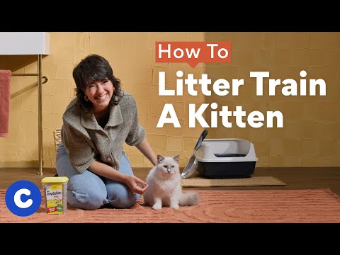 How To Litter Train a Kitten | Chewtorials