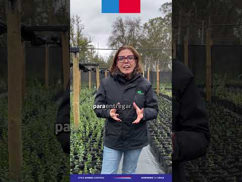 CONAF potencia producción de especies nativas con habilitación de vivero en Cauquenes