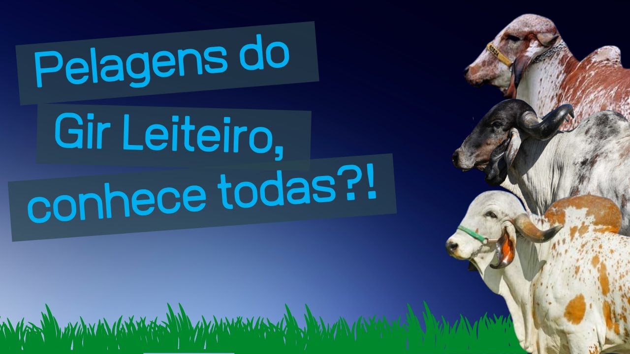 Pelagens do Gir Leiteiro, você conhece todas?