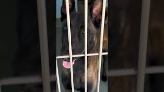 Video preview image #1 Mutt Puppy For Sale in Pasadena, CA, USA