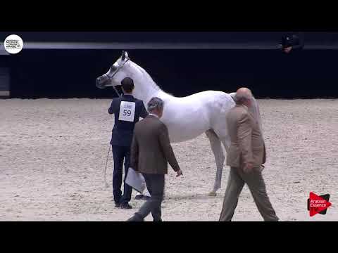 N.59 BINT HAZY AL KHALEDIAH - Paris 2018 - Senior Mares (Class CM 3A)